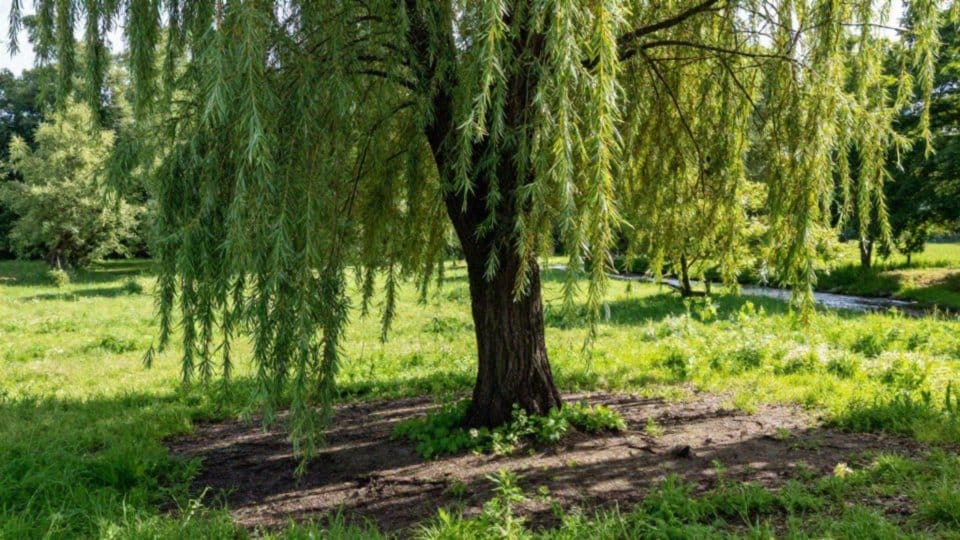 Jakie stanowisko i gleba są najlepsze dla wierzby?