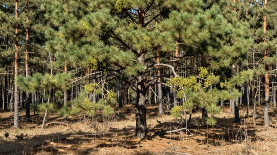 Czy zmiana klimatu sprzyja rozprzestrzenianiu jemioły rozpierzchłej?