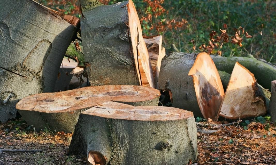 Wycinka Drzew Piotrków Trybunalski